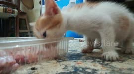 Fluffy Picks Up Small Chichen Ransh