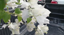 Beautiful flower in garden