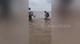 Chinese fishermen rescue dolphins stranded on beach