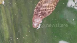 Deadly cobra rescued from 35-foot-deep well in India using a steel bucket