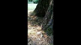 Wild snakes in London Royal Palace Park!