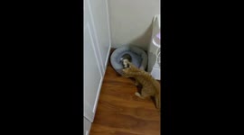 The cat bullies the puppy