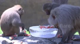 Chinese zoo serves watermelon and ice cubes to animals to combat high temperatures