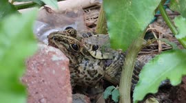 A screech cry of the frog like a baby, to escape from the hunter snake was captured on camera in South India.