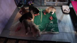 Weaning 3 week old puppies on Biologically Approved Raw Food Diet