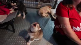 Sweetest 3 week old Alaskan Malamute Puppy Howling
