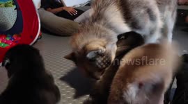 Excited Alaskan Malamute Risee Meets and Greets her friends