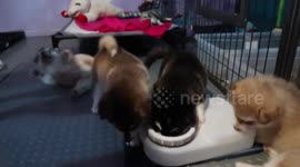 Playful 3 week old Alaskan malamute Puppies