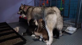 Mama Sola and her Looney Tune pups at 3 weeks old
