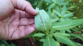 Monarch Butterflies Lending a helping Hand