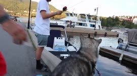 Alaskan Malamute Sojou Gone Fishing