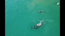 Stunning drone footage captures moment whale swings tail at surfers