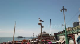 The Hottest Day at Brighton Beach 07/AUG/2020 - Part 3 of 5