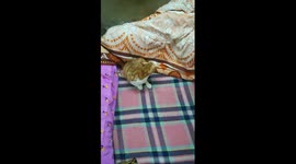 Misho Red Ball Game On Bed