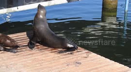Sea lions on a jetty in Cape Town V&A Waterfront, Cape town, South Africa,