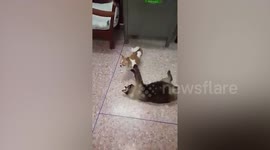 Kitten gives dog friend massage
