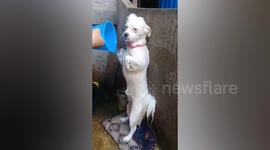 Puppy Stands On Back Legs While Having Bath