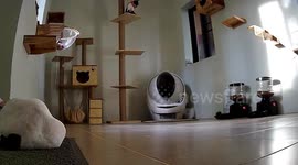 Cat Falls From Scratching Pole While Sleeping