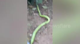 Snake Swallows Pregnant Snake Twice Its Size