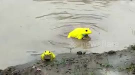 Locals amazed when bright-yellow frogs appear on Indian wetland