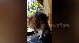 Cat Looks Like Mufasa From The Lion King