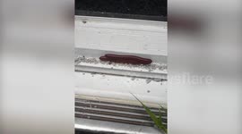 Two Millipedes Mate While Crawling Around Garden