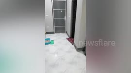 Cat Climbs Door To Escape From Home