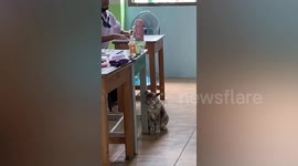 Naughty Kitten Bites Teacher's Leg During Lessons