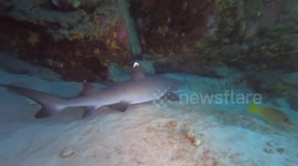 Whitetip Reef Shark