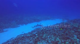 Whitetip Reef Shark