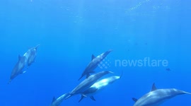Hawaiian Spinner Dolphins