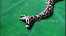Two head Russel's viper leaves rescuer stunned in Maharashtra