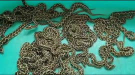 Deadly Russell's viper gives birth to 33 babies in southern India