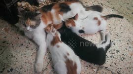 Mummy Gathered Her Triplets To Feed Them