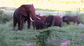 People watching enthralled as wild African Elephants feed close by