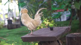 A chicken on a table wondering where his food is ?