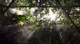 Magic sunlight shines through mist in a green forest.