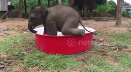 Excitable baby elephant plays in bathtub with ball in Thailand
