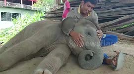 Juvenile elephant cuddles carer in Thailand