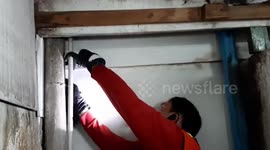 Gecko rescued after getting stuck in wall gap in Thailand