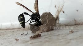 Mother wasp builds pod for her offspring