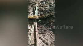 Hundreds of bugs crawl together en masse to fool predators