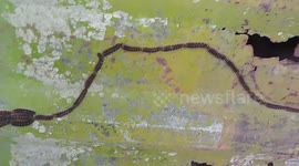 Caterpillar chain resembles long snake in Costa Rica