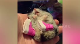 Hamster sleeps in owner's palm while wearing pink shoes