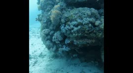 Baby Eel underwear’s Redsea