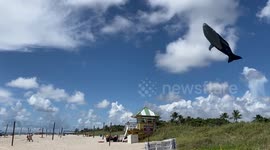 60-foot whale kite soars over Delray Beach, Florida