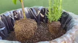 Cool clip shows how to plant lemon tree in emptied-out wine barrel