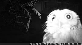 Northern Saw-Whet Owl- Rare Up Close footage