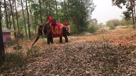 Elephants take part in traditional Thai wedding ceremony