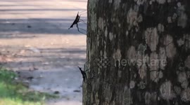 Baby praying mantises perch on tree in southern Thailand